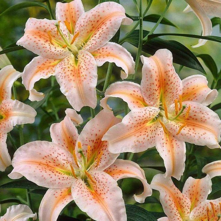 Whispering Meadows Symphony Bouquet